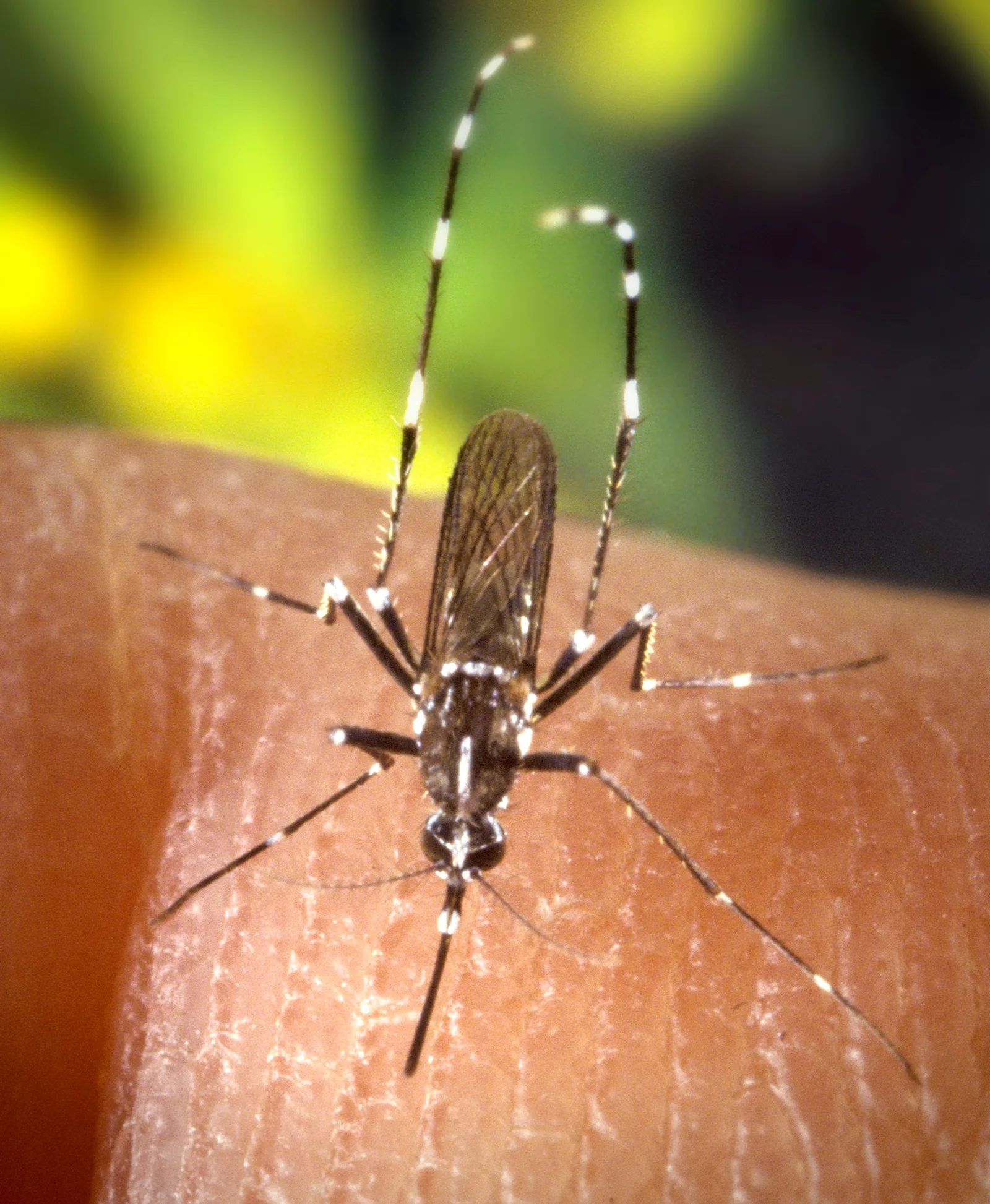 Cómo saber si el que te pica es un mosquito tigre
